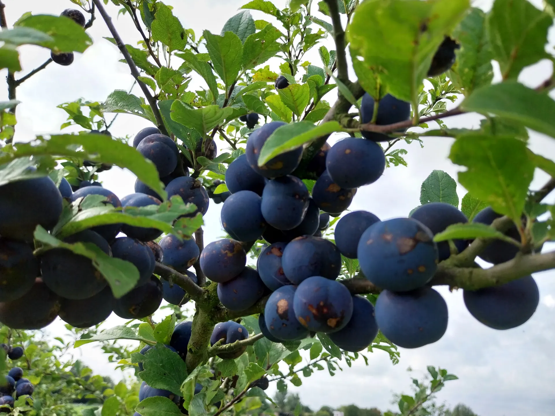 [PRPPRHJ] PRUNIER 'PRUNE DE PRINCE' RGF HAUTE-TIGE (St. Julien A, 8-10 cm)