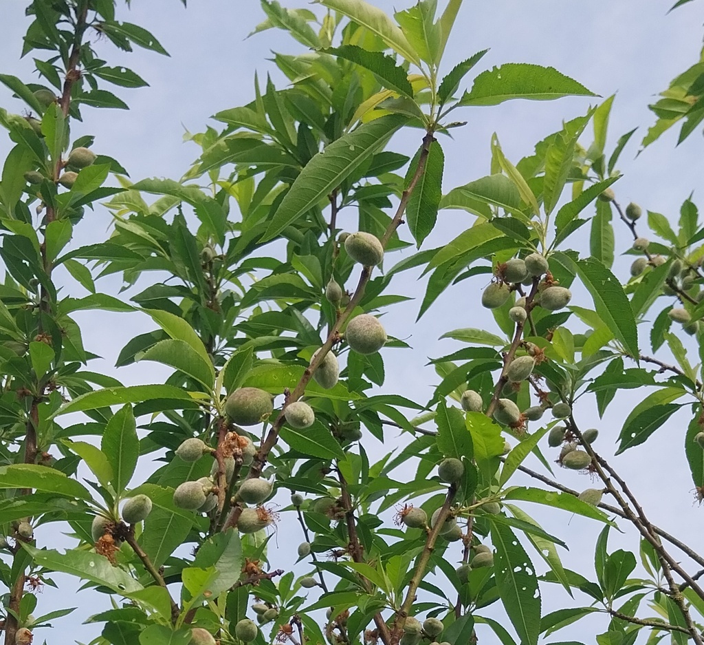 PRUNUS DULCIS 'ROBIJN' HAUT-TIGE