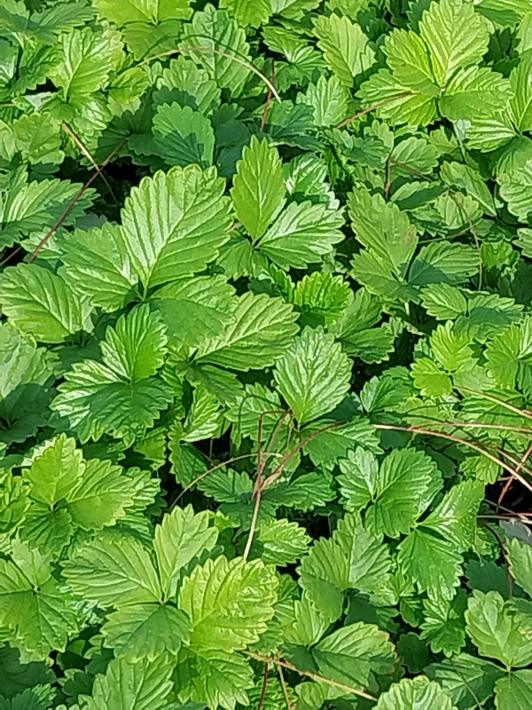 [AA1P] FRAGARIA VESCA (Pot 6 cm)