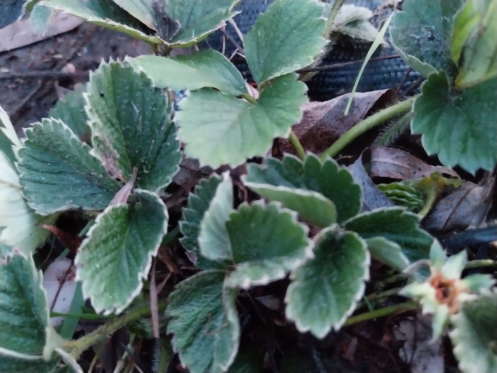 [AAGO1P] FRAISIERS  'GORELLA'
