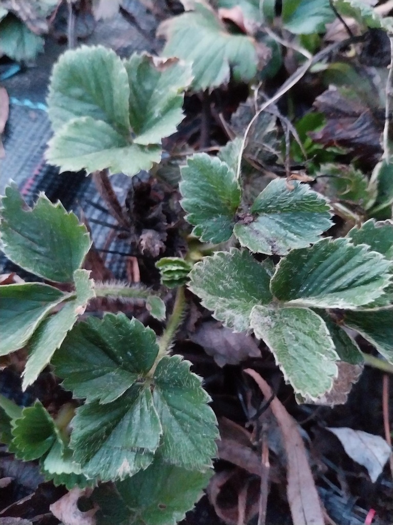 FRAISIER  'KORONA'