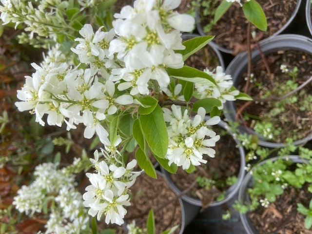 AMELANCHIER PRINCE WILLIAM