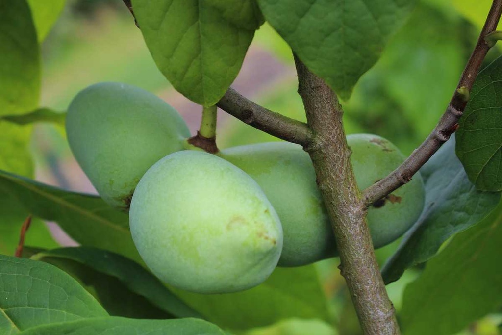 [ATSU3] PAWPAW SUNFLOWER (Pot, 40-60 cm)