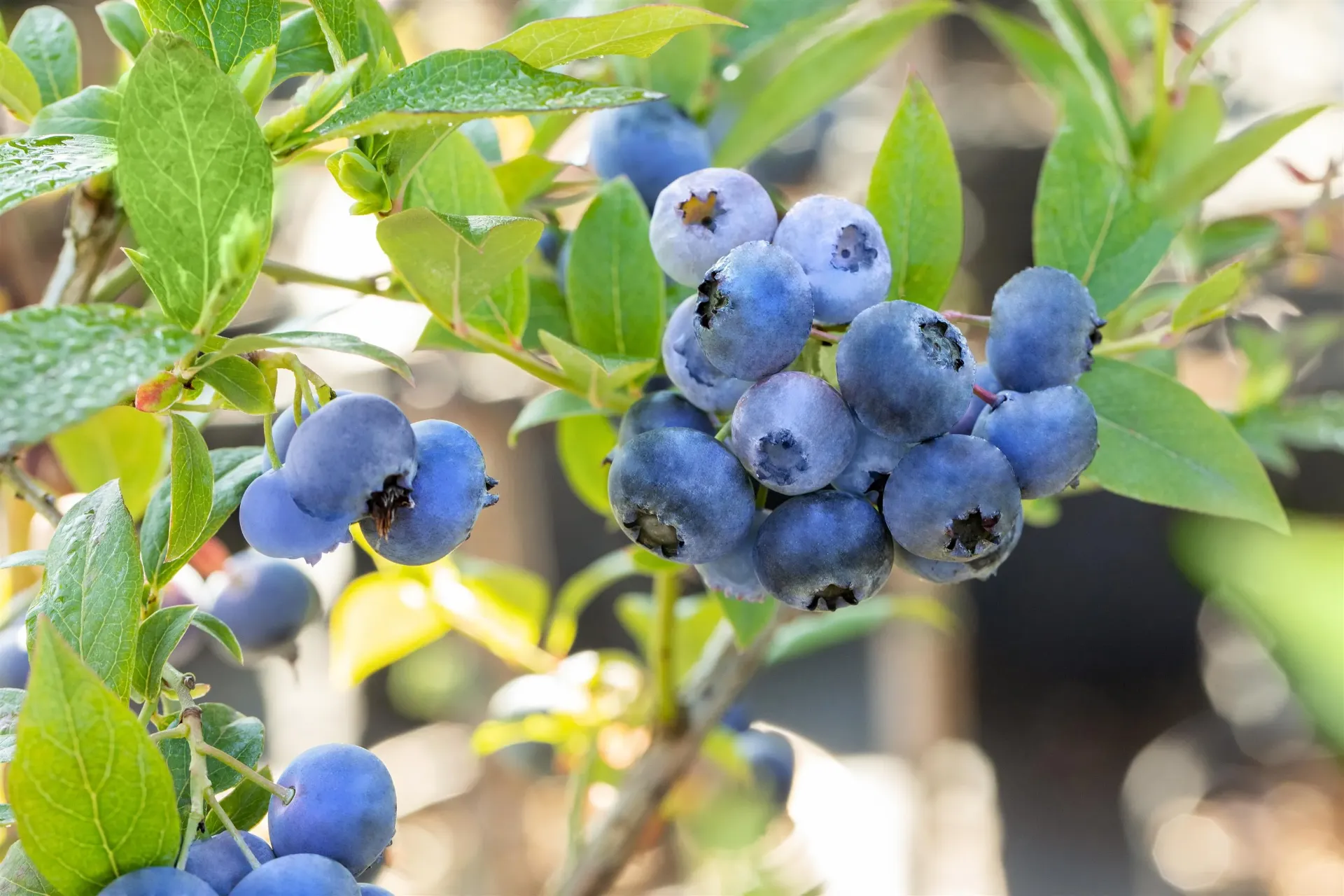 MYRTILLE AMERICAINE  'BLUECROP'