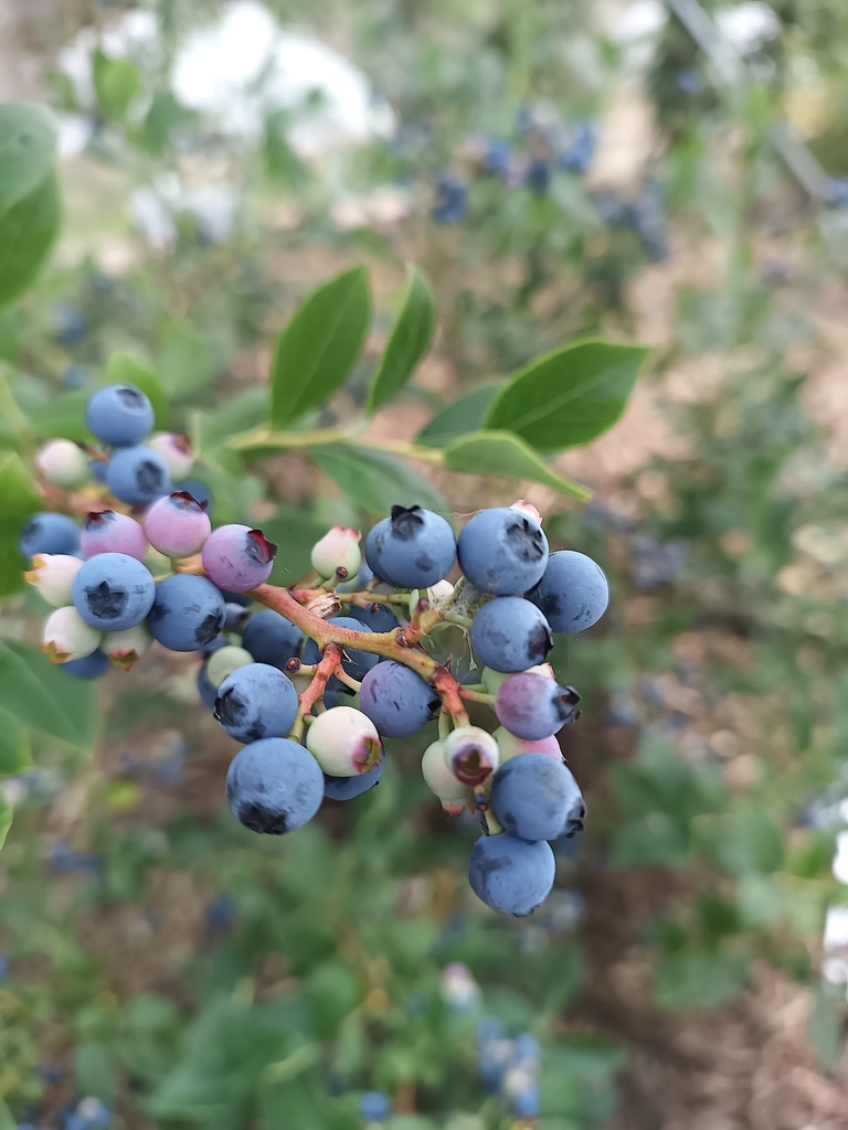 MYRTILLE AMERICAINE  'BLUE RAY'