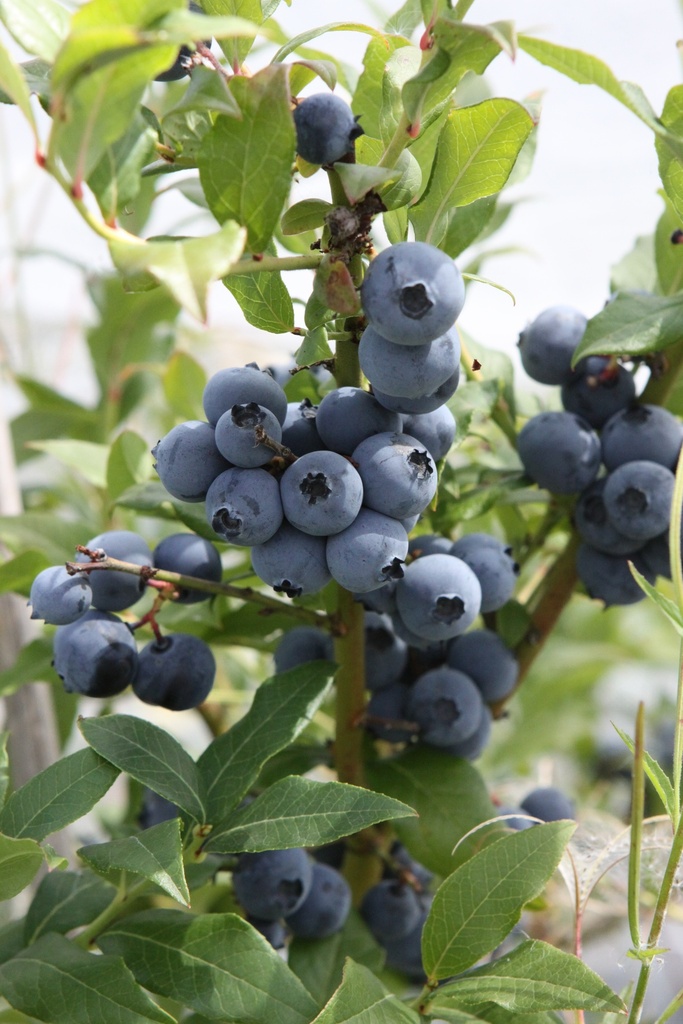 [VCHPE3] AMERIKAANSE BLAUWBES HORTBLUE PETITE (R)