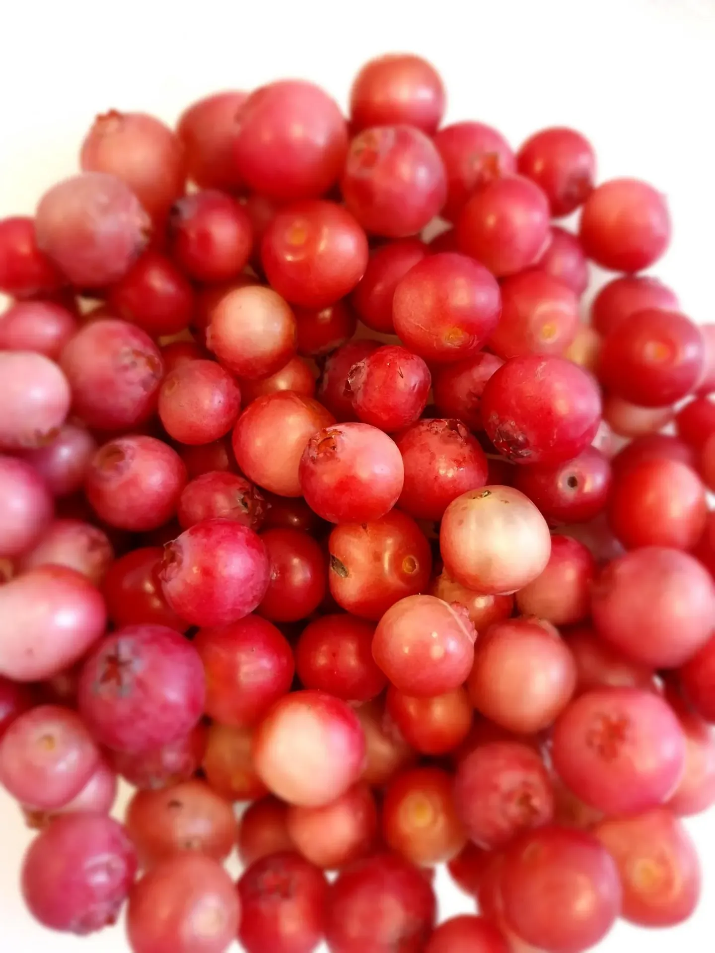 [VPLE3] AMERIKAANSE BLAUWBES 'PINK LEMONADE'
