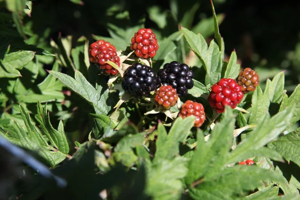 MURIER 'THORNLESS EVERGREEN'