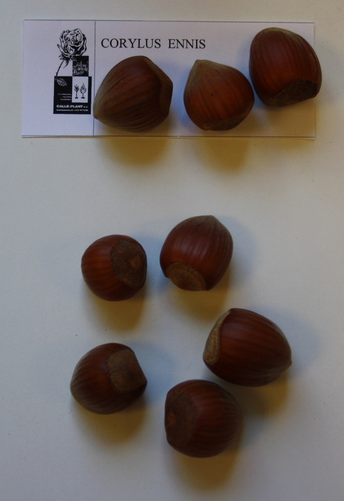 NOISETTIER 'ENNIS'