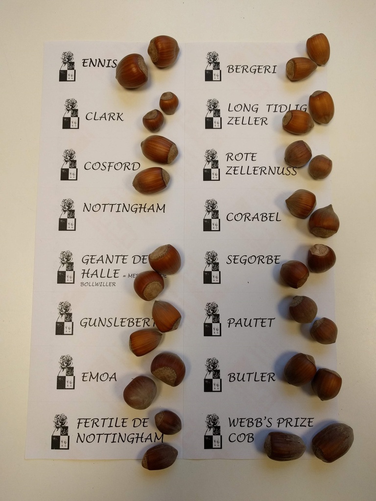 NOISETTIER PAUETET