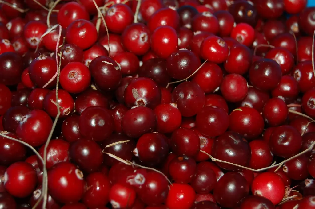 VACCINIUM MACROCARPON  STEVENS