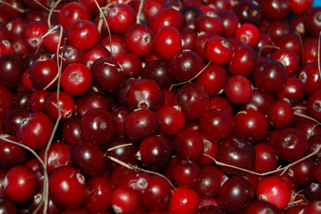 [VMSTE3] VACCINIUM MACROCARPON  STEVENS