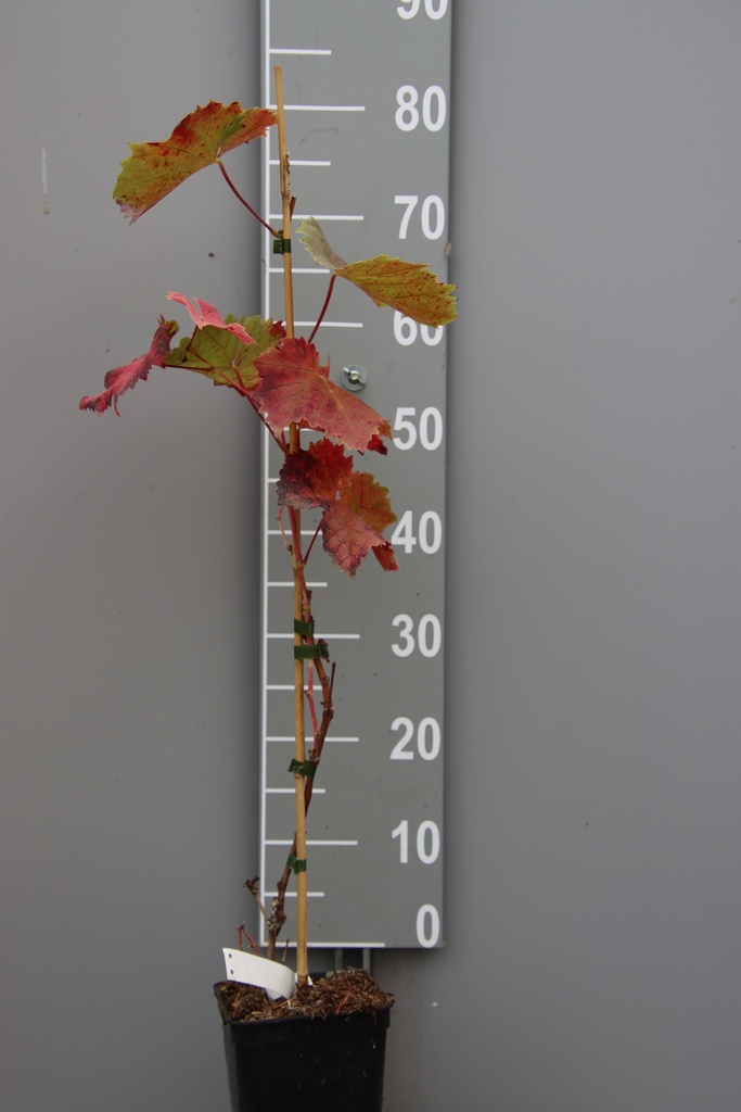 RAISIN 'DORNFELDER'