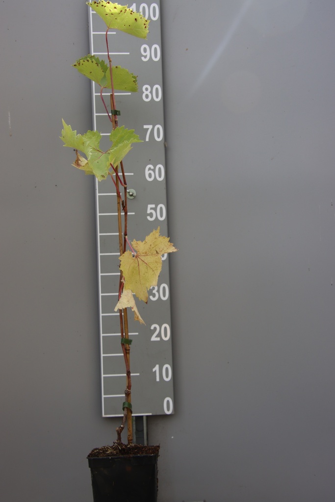[DRKA] RAISIN 'KATHARINA' (Pot carré 2 litres, 80-100 cm)