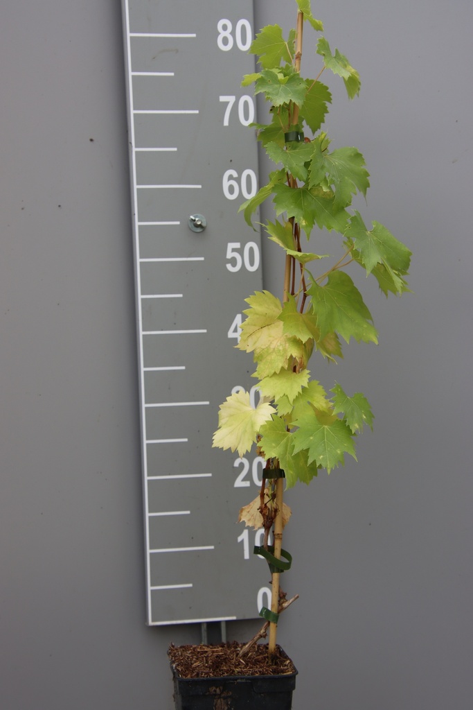 [DRPA3] RAISIN 'PALATINA' (Pot carré 2 litres, 80-100 cm)