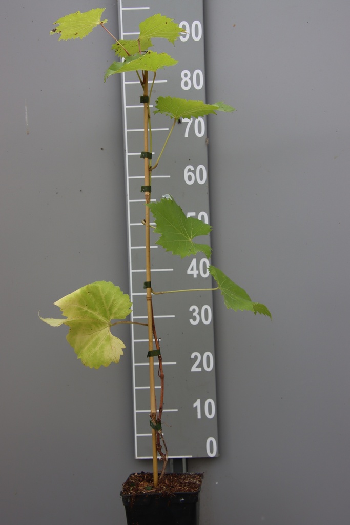 [DRPH] RAISIN 'PHÖNIX' (Pot carré 2 litres, 80-100 cm)