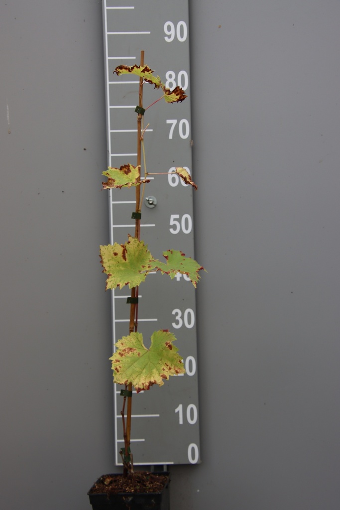 [DRRE] RAISIN 'REGENT' (Pot carré 2 litres, 80-100 cm)