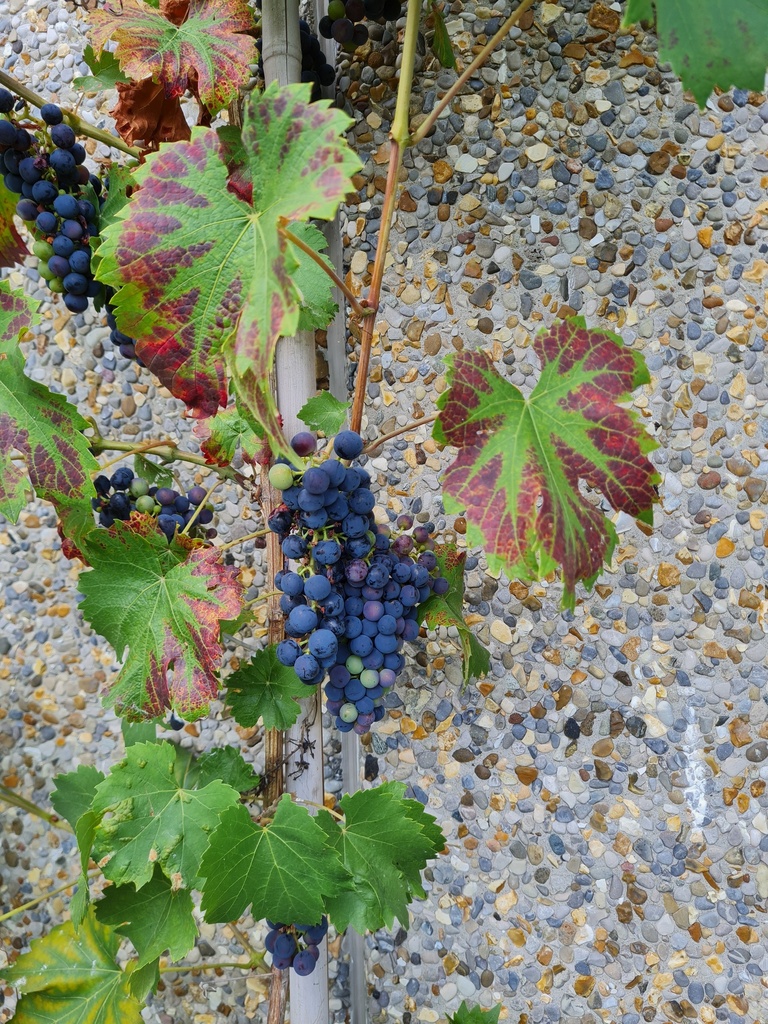 [DRRE] RAISIN 'REGENT'