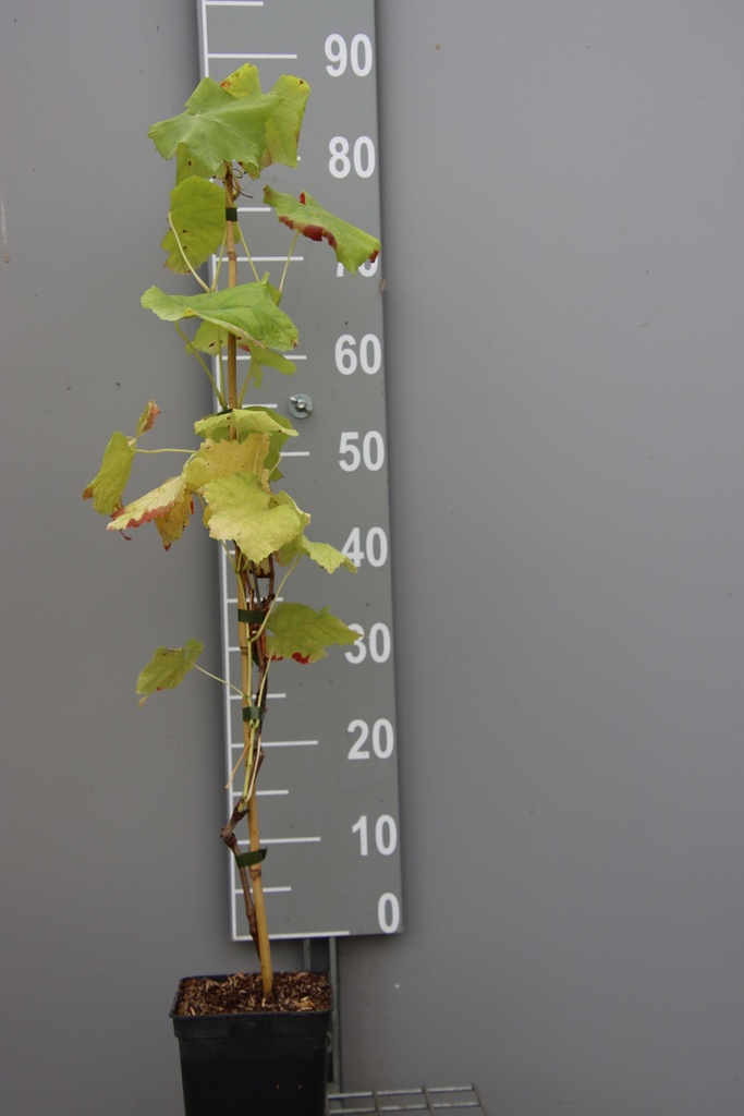 [DRROM] DRUIF 'ROMULUS' (Vierkante pot 2 liter, 80-100 cm)