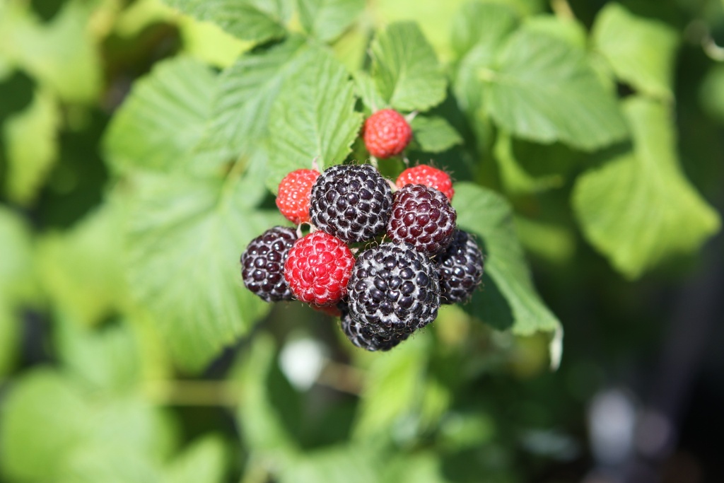 FRAMBOISER 'BLACK JEWEL'