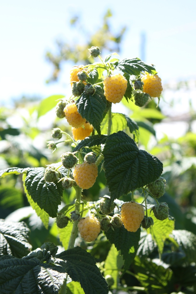 FRAMBOISER 'GOLDEN EVEREST'