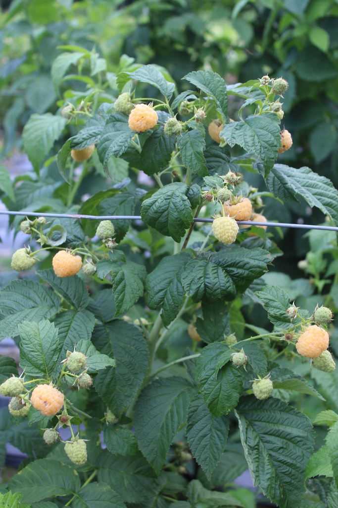 FRAMBOISER 'GOODASGOLD' ' (R)