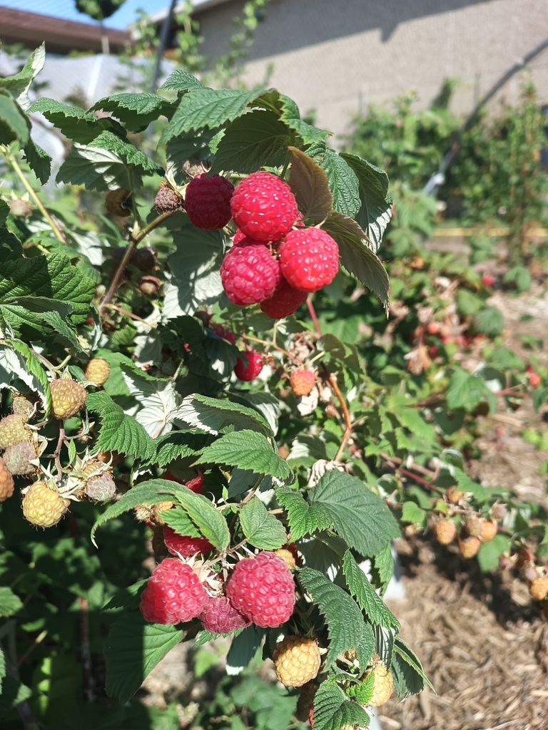 FRAMBOISER 'RUBACA'