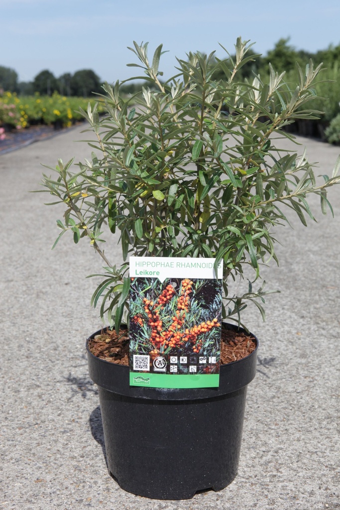 HIPPOPHAE RHAMNOIDES LEIKORA