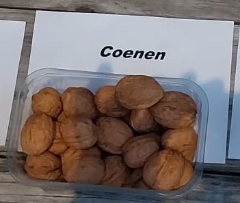 [JRCOH6] OKKERNOOT 'COENEN' HOOGSTAM (6-8 cm)