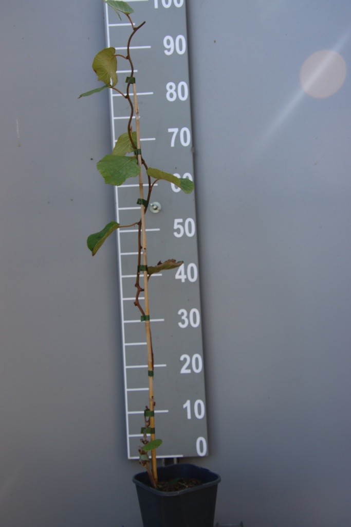 [ACMA] KIWI 'ATLAS' (Vierkante pot 2 liter, 80-100 cm)