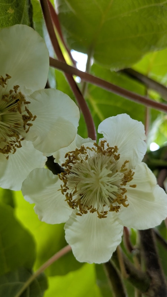 [ACMA] KIWI 'ATLAS'
