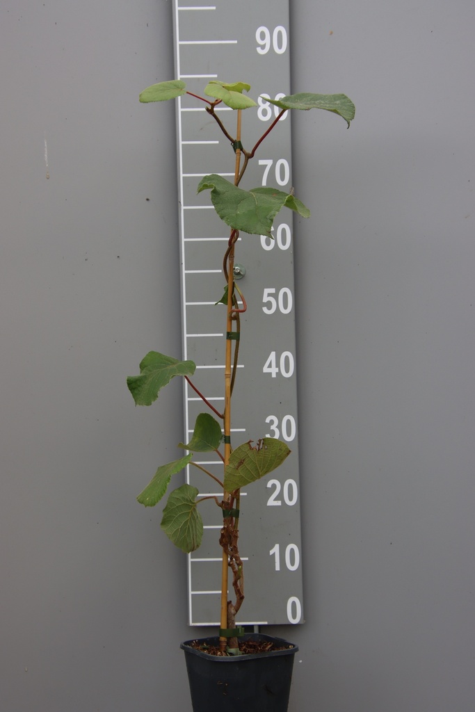 [ACBO3] KIWI 'BOSKOOP' M+F (Pot carré 2 litres, 80-100 cm)