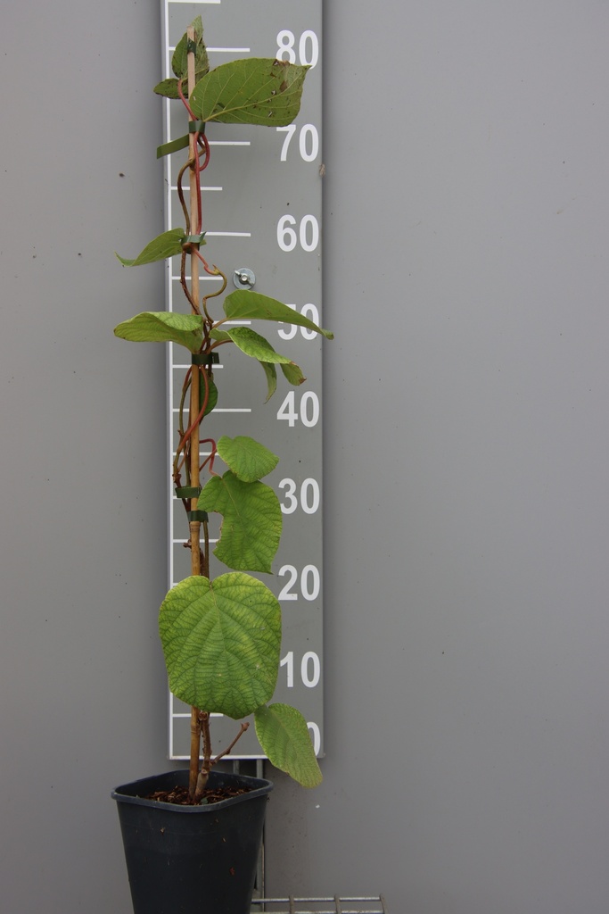 KIWI 'HAYWARD'