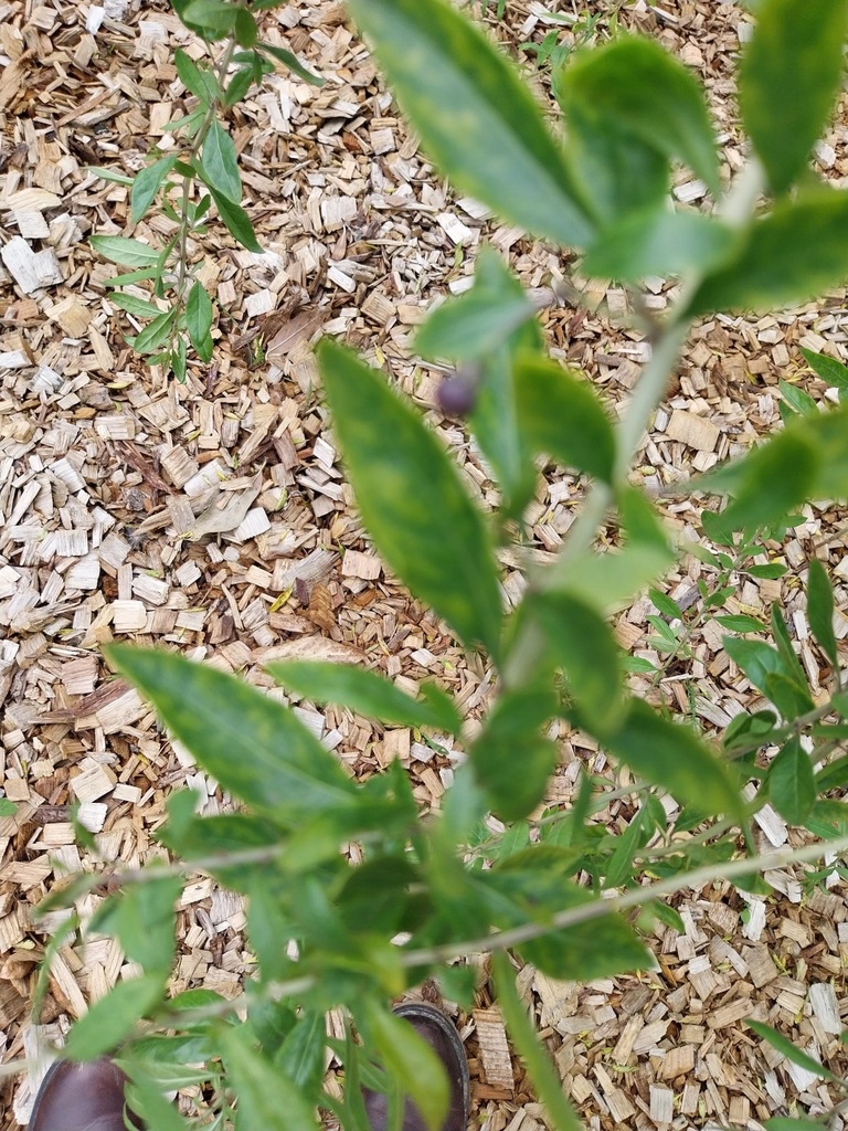 LYCIUM BARBARUM