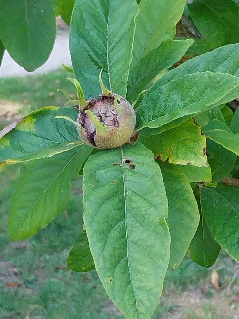 MESPILUS GERMANICA HAUT-TIGE