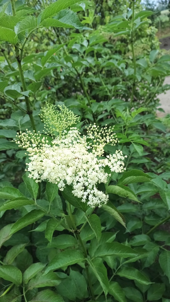 SAMBUCUS NIGRA HASCHBERG