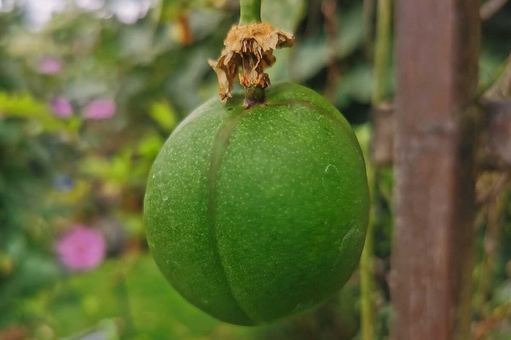 [PCEPO3] PASSIFLORA COOLTROPICS (R) EIA POPEIA (R) (Pot 2 litres)
