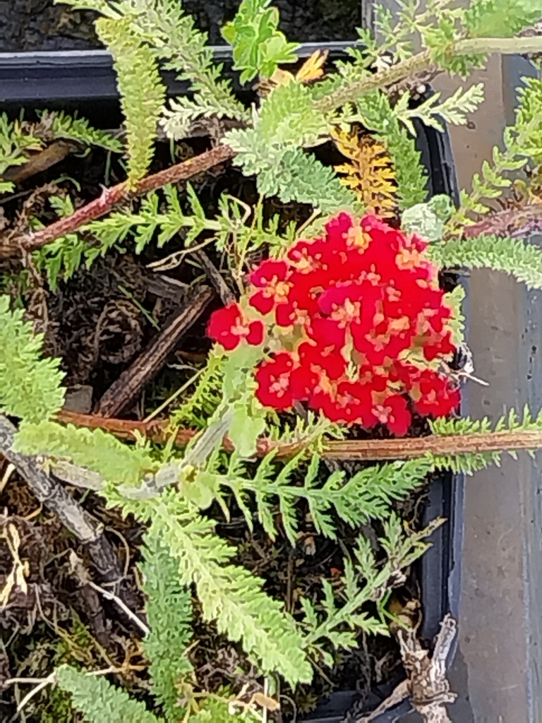[ACHMCQ] ACHILLEA MILLEFOLIUM 'CERISE QUEEN'