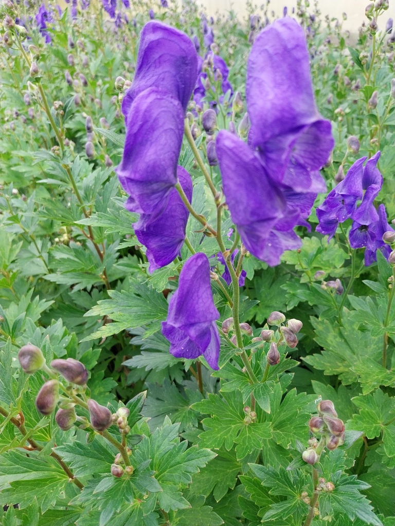 [ACOCAR] ACONITUM CARMICHAELII 'ARENDSII' (Pot 9 cm)