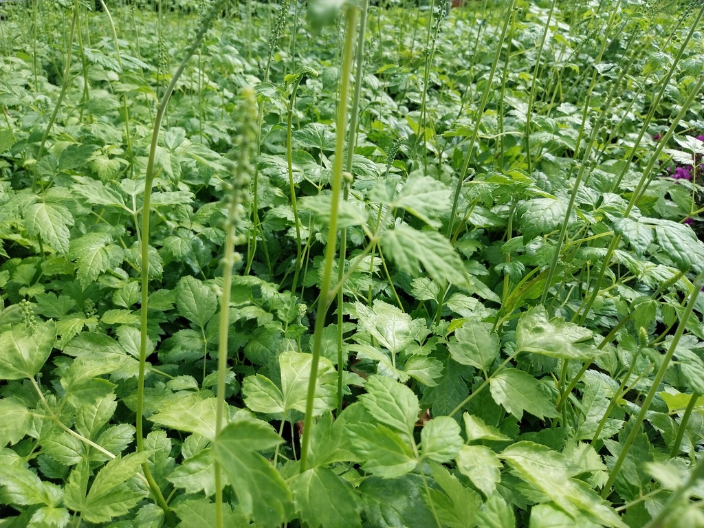 [ACTSWP] ACTAEA SIMPLEX 'WHITE PEARL' (Pot 9 cm)