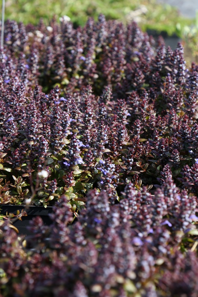 AJUGA REPTANS 'CHOCOLATE CHIPS'