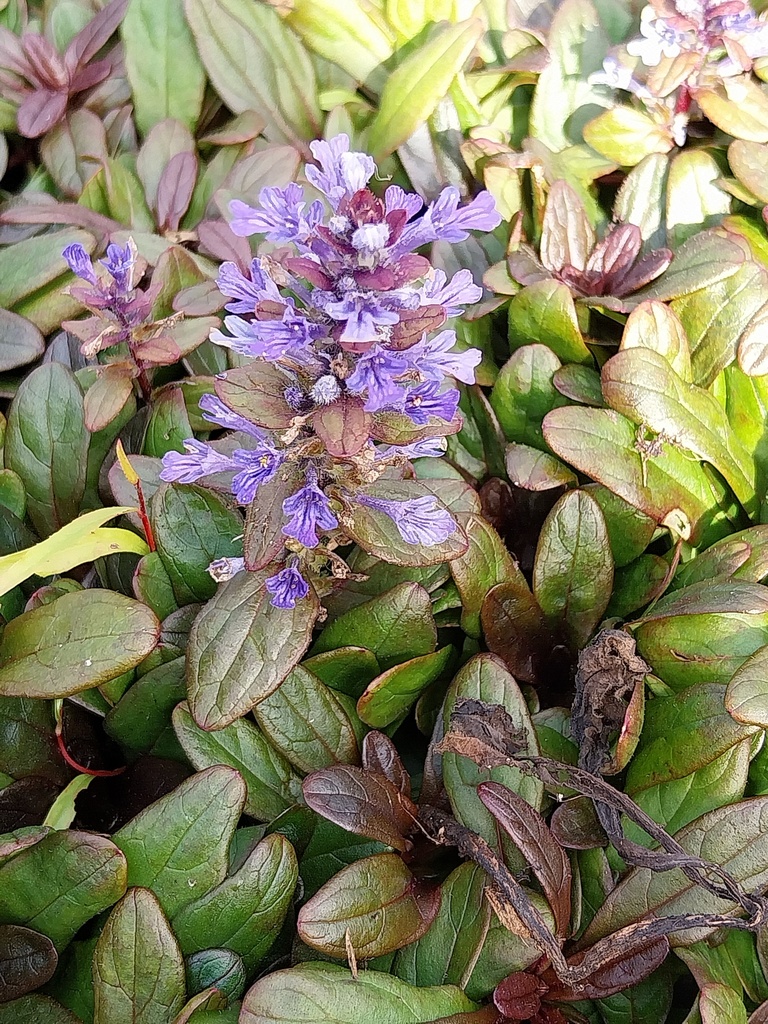 AJUGA TENORII 'VALFREDDA' (CHOCOLATA CHIP)