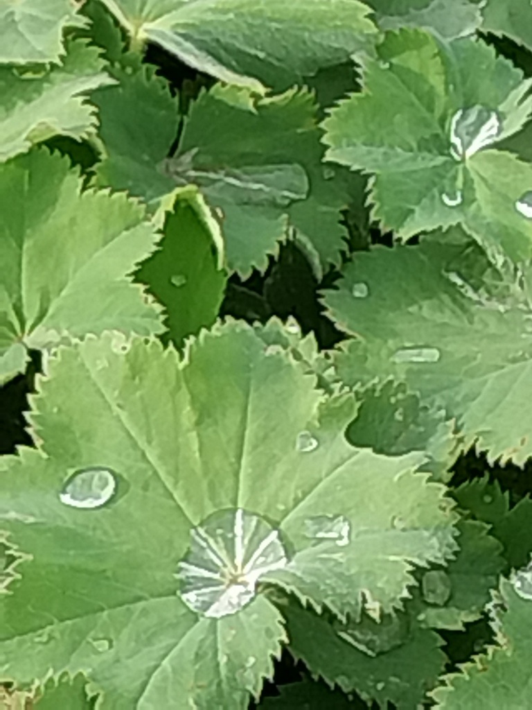 ALCHEMILLA 'MOLLIS'