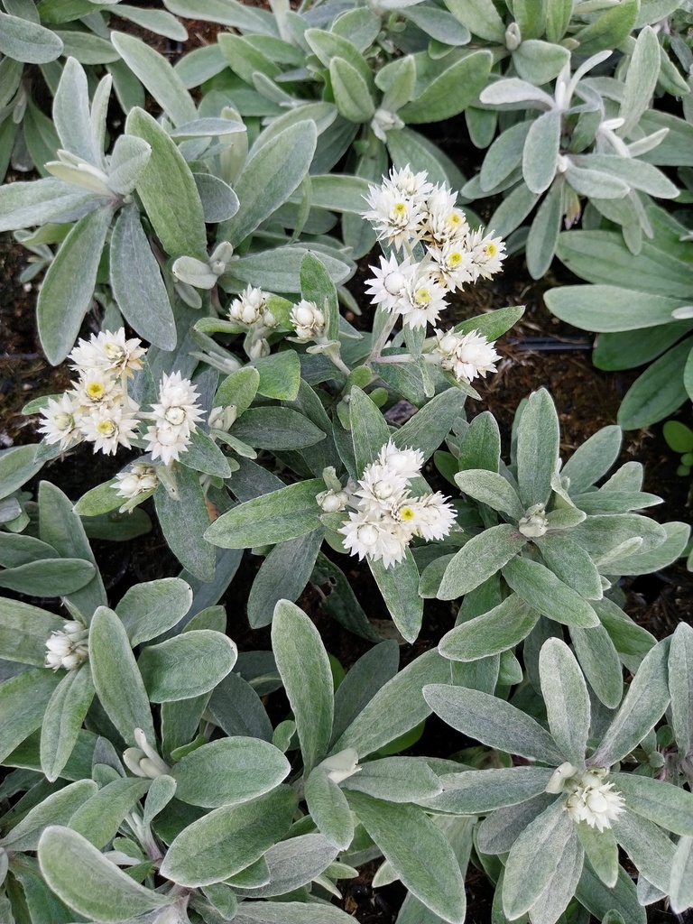 [ANATRI] ANAPHALIS 'TRIPLINERVIS' (Pot 9 cm)