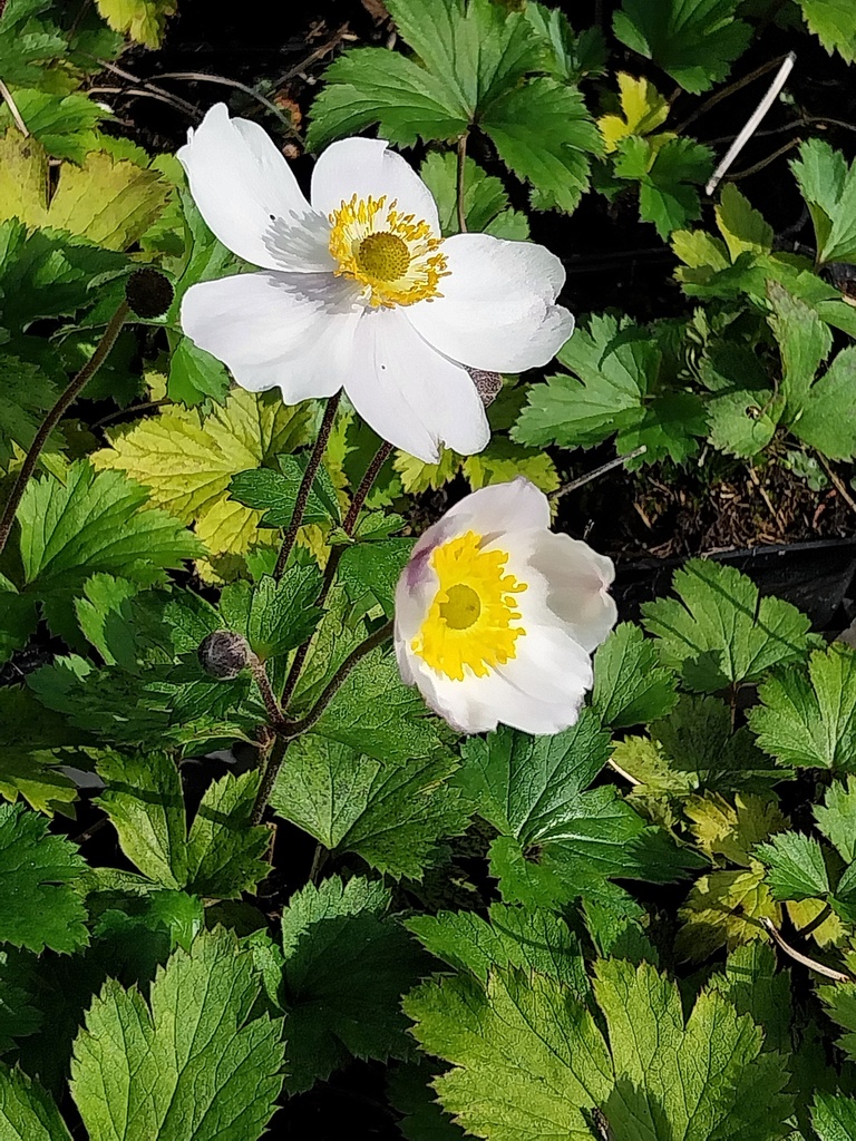 [ANEHES] ANEMONE HYBRIDA 'ELFIN SWAN' (Pot 9 cm)