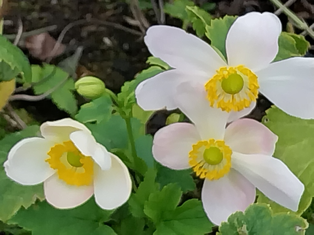 [ANEHPL] ANEMONE HUPEHENSIS 'PRETTY LADY MARIA' (Pot 9 cm)
