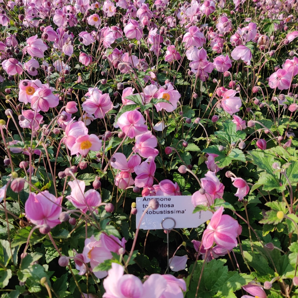 [ANETRO] ANEMONE TOMENTOSA 'ROBUSTISSIMA' (Pot 9 cm)