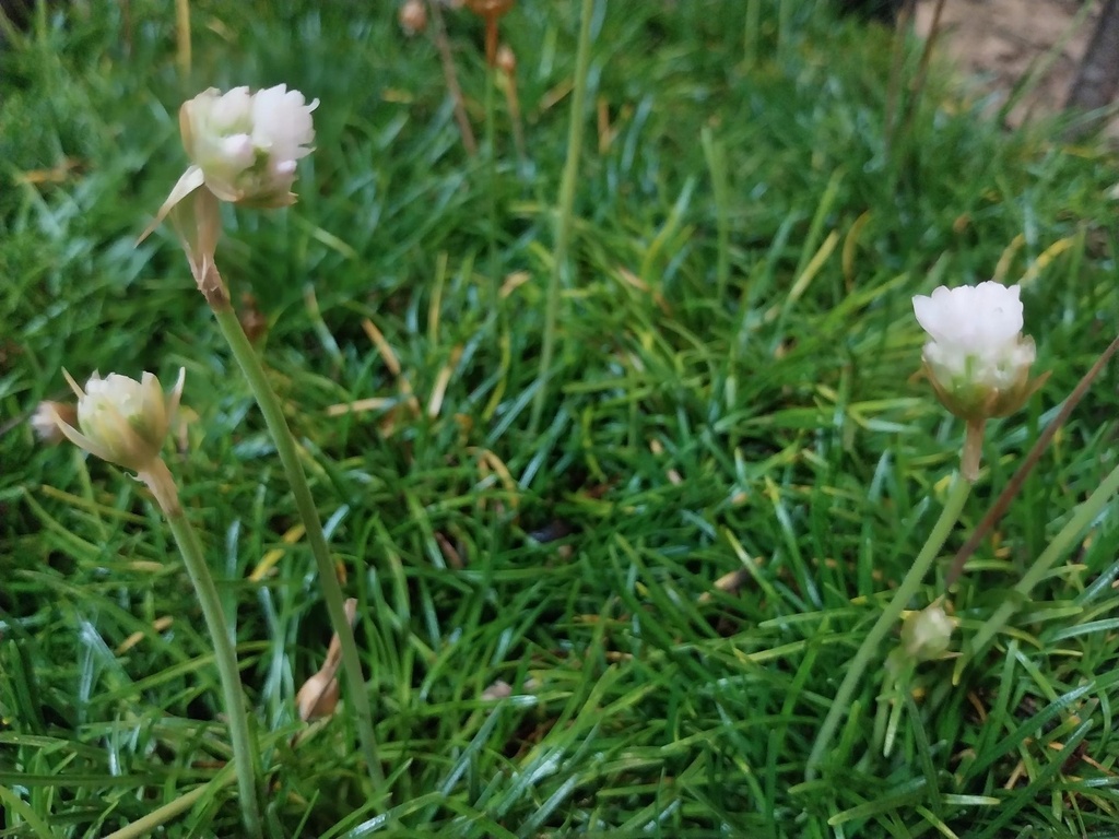 [ARMMAWHIT] ARMERIA MARITIMA 'ABBEY WHITE' (Pot 9 cm)