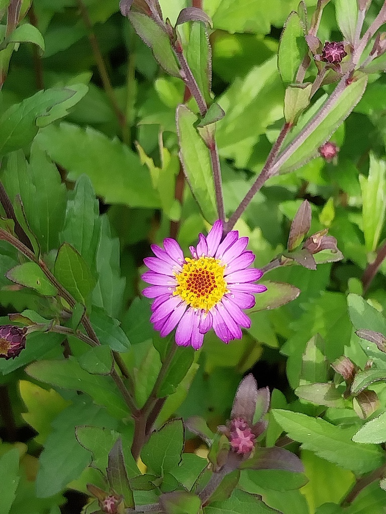 [ASTAEM] ASTER AGERATOIDES 'EZO MURAZAKI'