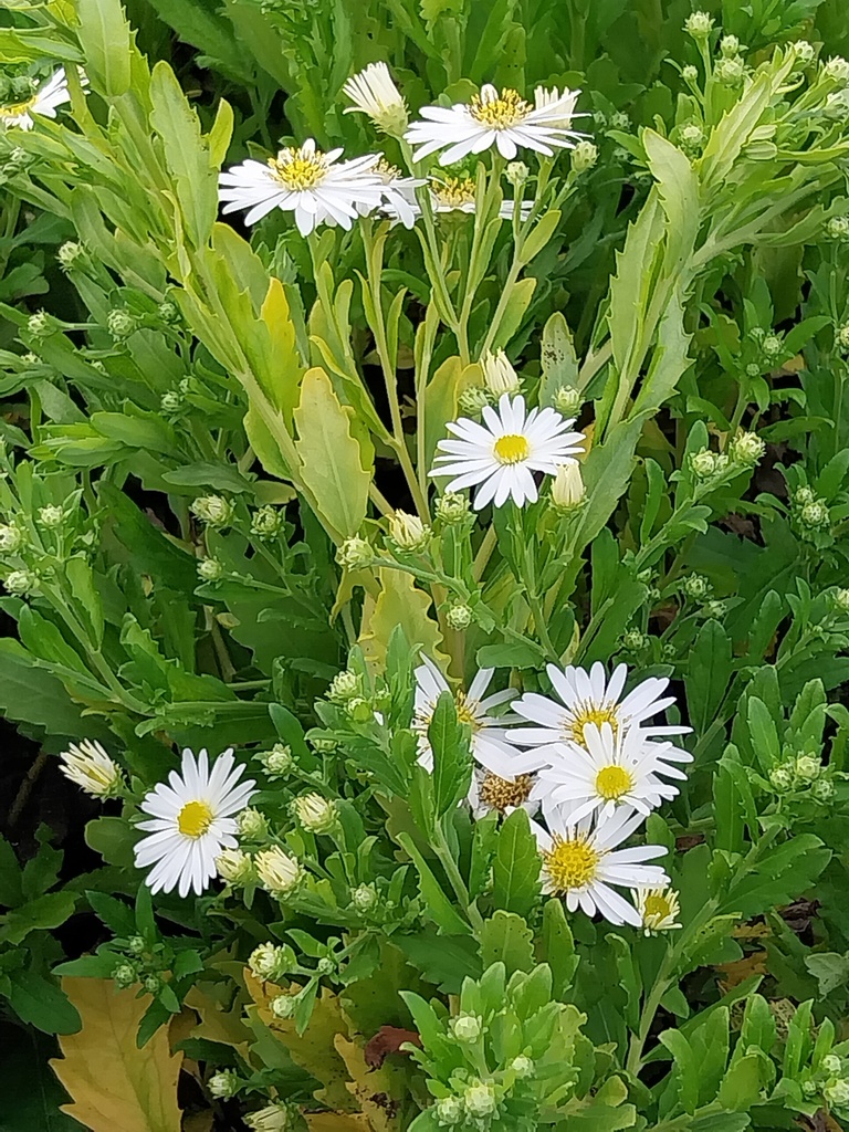 [ASTASH] ASTER AGERATOIDES 'ASHVI' (Pot 9 cm)